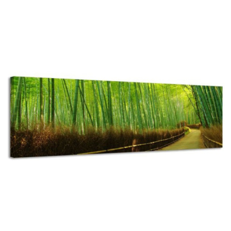 Obraz na plátne Panoráma, Bambus, 158x46cm