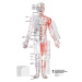 Vydavateľstvo Poznání Anatomické plagáty - Topografia Aku bodov, 3ks