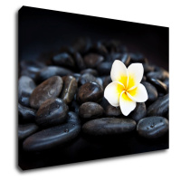 Impresi Obraz Biely kvet na čiernych kameňoch - 70 x 50 cm
