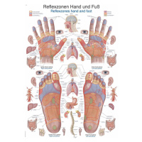 Anatomický plagát Erler Zimmer - Reflexné zóny rúk a chodidiel