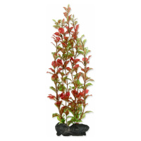 Dekorácia Tetra Rastlina Red Ludwigia L 30cm