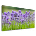 Obraz na stenu KVETY XOBKV146E11 - 80x120 cm