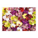 Puzzle Orchid Collage Educa 1000 dielov a Fix lepidlo
