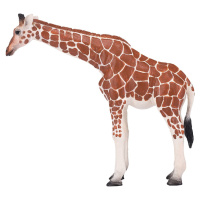 Mojo Žirafia samica