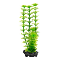 Limnophila sessiliflora ( Ambulia) - rastlina Tetra 23 cm