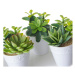 Umelé rastliny v súprave 6 ks (výška  11 cm) – Casa Selección