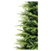 Vianočný stromček Smrek sivý, 150 cm