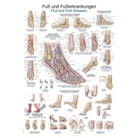 Anatomický plagát Erler Zimmer - Noha a členok