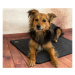 Bravson Výhrevná podložka pre psov THERMODOG 3523000 - vykurovací koberec 40x60cm