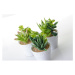 Umelé rastliny v súprave 6 ks (výška  11 cm) – Casa Selección