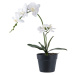 Umelá kvetina (výška 47 cm) Orchid – House Nordic