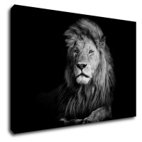 Impresi Obraz Lev čiernobiely - 90 x 60 cm
