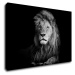 Impresi Obraz Lev čiernobiely - 90 x 60 cm