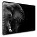 Impresi Obraz Slon na čiernom pozadí - 90 x 60 cm