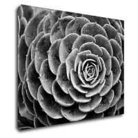 Impresi Obraz Kvet čiernobiely detail - 90 x 70 cm