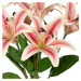 Umelá kvetina (výška 58 cm) Lily – Ixia