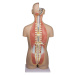 Ľudské torzo – 27-dielny anatomický model s otvoreným chrbtom