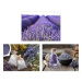 Obrazy v súprave 3 ks 30x40 cm Lavender – Casa Selección