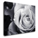 Impresi Obraz Čiernobiela ruže s kvapkami vody - 70 x 50 cm