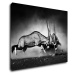 Impresi Obraz Antilopy čiernobiele - 90 x 70 cm