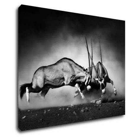 Impresi Obraz Antilopy čiernobiele - 90 x 70 cm