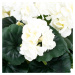 Umelá kvetina Muškát v kvetináči biela, 26 x 10 x 10 cm