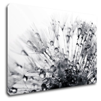 Impresi Obraz Púpava s kvapkami vody - 60 x 40 cm