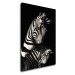 Impresi Obraz Zebry čiernobiele - 50 x 70 cm
