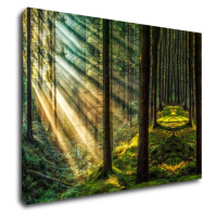 Impresi Obraz Slnečné lúče v lese - 70 x 50 cm