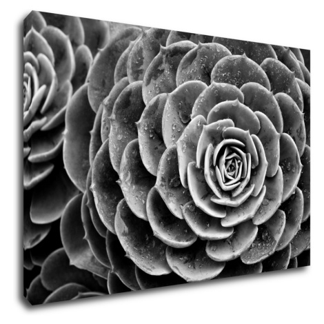 Impresi Obraz Kvet čiernobiely detail - 90 x 60 cm