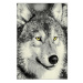 Sconto Koberec KOLIBRI 5 vlk sivý, 120x170 cm