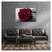 Impresi Obraz Ruže na čiernobielom pozadí - 60 x 40 cm