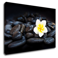 Impresi Obraz Biely kvet na čiernych kameňoch - 60 x 40 cm