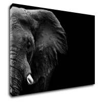 Impresi Obraz Slon na čiernom pozadí - 70 x 50 cm