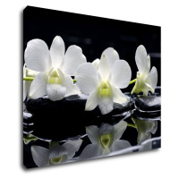Impresi Obraz Biele orchidee na čiernom pozadí - 90 x 70 cm