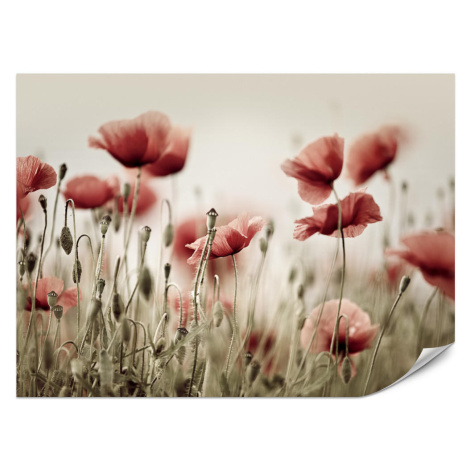 Muralo FOTOTAPETA Pre Obývaciu Izbu Jemné Makové Kvety Lúka Červená 450 x 315 cm