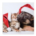 TORO Svietiaci LED obraz 30x30cm plátno, mačka pes