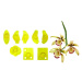 Vykrajovačky 8 ks – malá orchidea Cymbidium - JEM