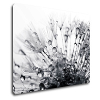 Impresi Obraz Púpava s kvapkami vody - 90 x 70 cm