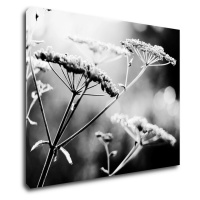 Impresi Obraz Čiernobiela lúčna kvetina - 90 x 70 cm