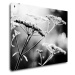 Impresi Obraz Čiernobiela lúčna kvetina - 90 x 70 cm