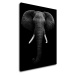 Impresi Obraz Slon čiernobiely - 70 x 90 cm