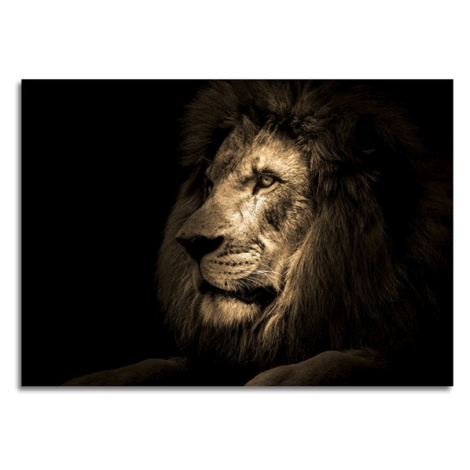 Sklenený obraz 100x70 cm Lion - Styler