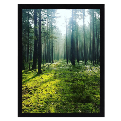 Dekoria Obraz Green Forest 30x40cm, 30 x 40 cm