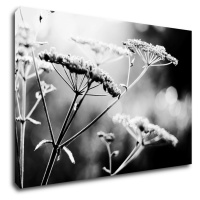 Impresi Obraz Čiernobiela lúčna kvetina - 60 x 40 cm