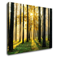 Impresi Obraz Osvietený les - 90 x 70 cm