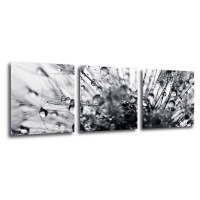 Impresi Obraz Púpava s kvapkami vody - 90 x 30 cm (3 dielny)