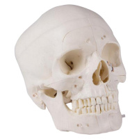 Lebka človeka - 14-dielny didaktický model