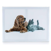 Sconto Obraz na plátne DOG AND CAT I 40x30 cm, motív pes s mačkou