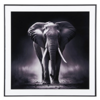Obraz 50x50 cm Elephant - PT LIVING